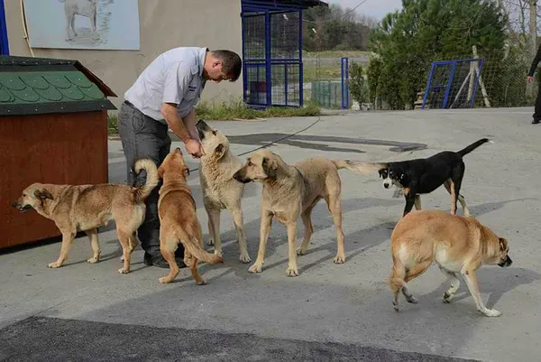 TBMM’de kabul edildi: Hayvanları Koruma Kanunu ve Türk Ceza Kanununda değişiklik!