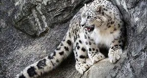 Leopar Budist bir keşişi öldürdü