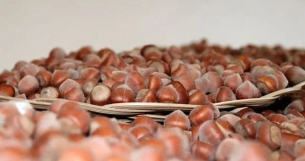 Fındık fiyatları ne zaman açıklanacak 2021? Fındık taban fiyatları açıklandı mı, belli oldu mu? İşte il il liste... - 2