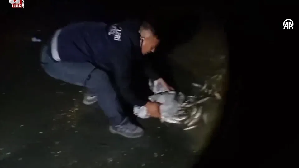 Kaçak avlanan 60 kilogram inci kefali suya geri bırakıldı