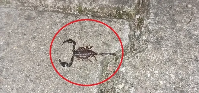 Mahalleyi zehirli akrep korkusu sardı