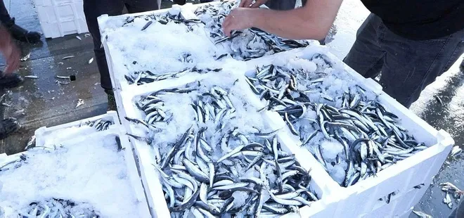 Marmara'da hamsi bereketi! Yüzde 80'i aştı