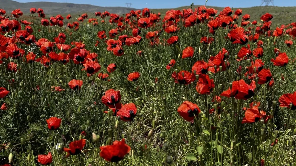 Iğdır'da yaylalar çiçeklerle renklendi