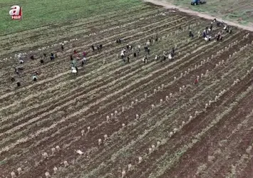Adana’da patates hasadı başladı