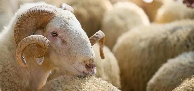 2023 Kurban Bayramı ne zaman? Kurbanlık fiyatları açıklandı mı? Kurban kesim bedeli bu yıl ne kadar? Büyükbaş, küçükbaş kurbanlık fiyatları...