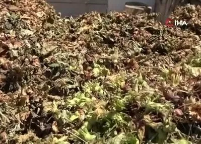 Fındıkta patoz mesaisi başladı