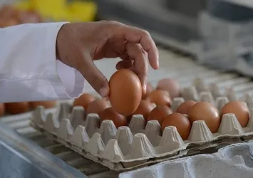 Köy yumurtası 'hilesi' bitecek