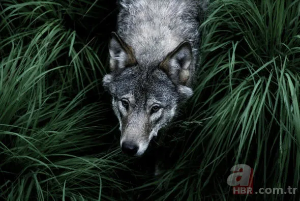 Yüzlerce insanı öldüren katil! Hava karardığında... 7