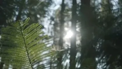 Türkiye’nin yaban hayatı