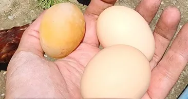 Yumurta için kümese gitti şoke oldu! Görenler gözlerine inanamadı