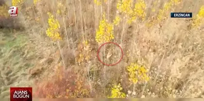 Vahşi doğa belgesellerini aratmayan görüntüler Türkiye’den! Çoban köpeği 20 domuza kafa tuttu
