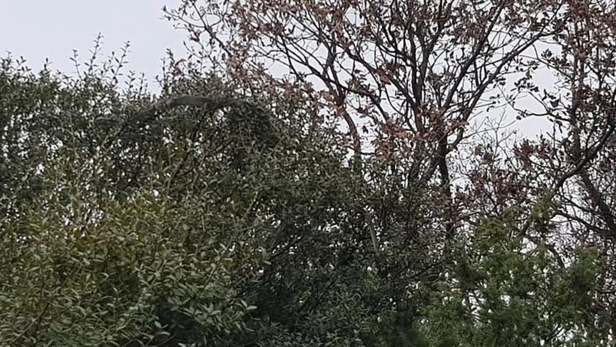 Çanakkale'de yılan paniği: Böylesini görmedim