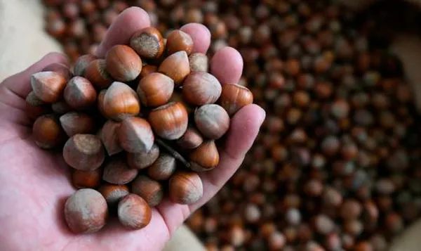 Sanayi ve Teknoloji Bakanlığı 3 ayaklı yeşil projeyle fındığın değerini artıracak