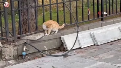 Kedi fareye diş geçiremedi