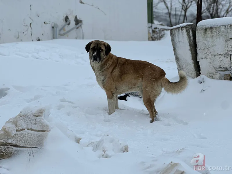 Meteoroloji hava durumu raporu 14 Ocak | Kar kapıya dayandı: Hangi bölgelerde kar yağışı bekleniyor? 2