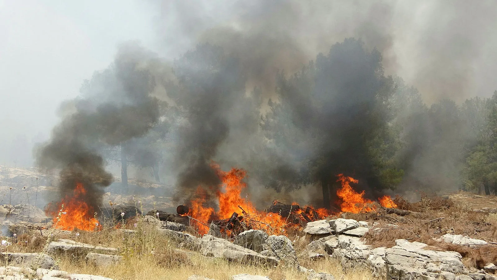 Bilecik'te orman yangını: 3 saatte kontrol altına alındı