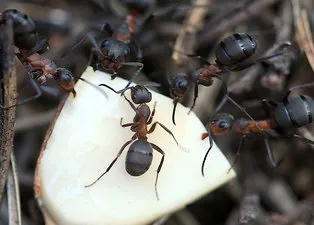 Karıncaların kökünü kazıyan en etkili yöntem: 1 damlası bile yetiyor...
