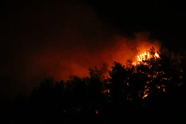 Son dakika | Antalya'da bir orman yangını daha! - 3