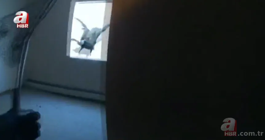 Eve giren firari vahşi hindi ortalığı birbirine kattı! ABD polisinden "özel hindi operasyonu" 16