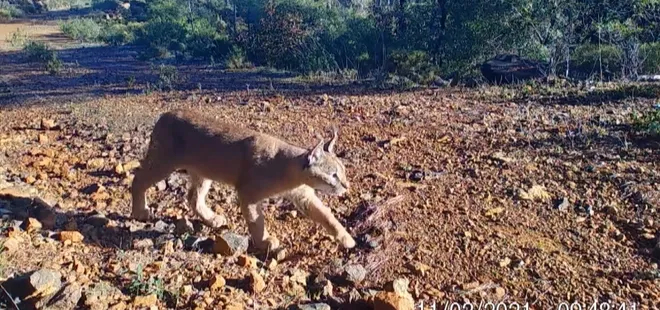 Yabani kedi “karakulak” Muğla’da görüntülendi