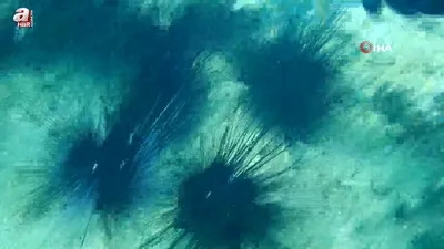 Akdeniz’de zehirli istilacılar yok oluyor!