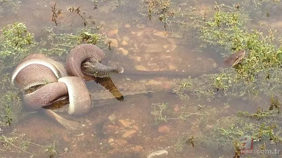 Dev piton ile timsahın yaşam savaşı! O anlar böyle görüntülendi... 1