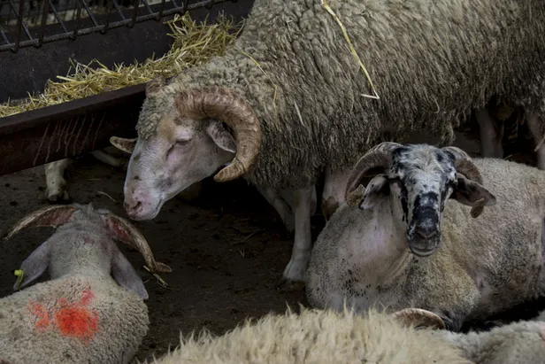 Bayram tatili kaç gün, 9 gün mü? 2020 Kurban Bayramı tatili ne zaman, hangi gün başlıyor?