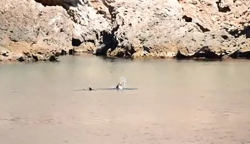 Antalya'da Akdeniz foku beslenirken görüntülendi