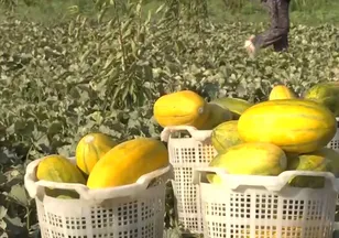 Manisa'da Altınbaş kavununun hasadı başladı