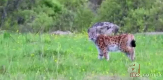 Son dakika: Türkiye'de görülen et yiyen çekirge şehri alarma geçirdi! Vatandaşlar tedirgin 10