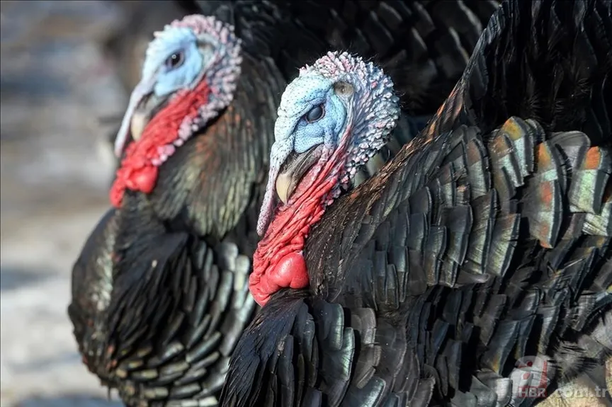 0, A, B ve AB kan grubuna göre nasıl beslenilmeli? Milyonları ilgilendiriyor 11