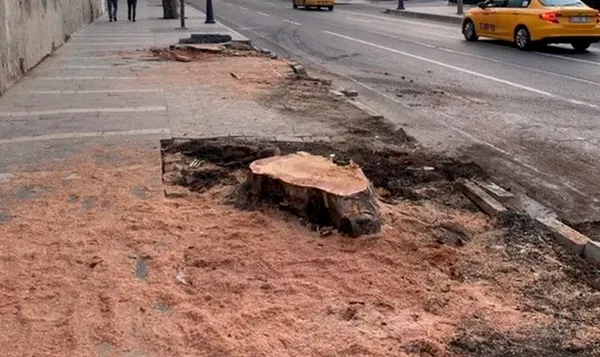 CHP’nin doğa katliamına sessiz kalan ünlülere sert tepki! Çapsız bazı ünlüleri ağaç katliamında duyamadık