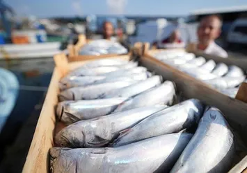 Balıkçılar bol miktarda palamutla döndü! 3 tanesi 200 TL