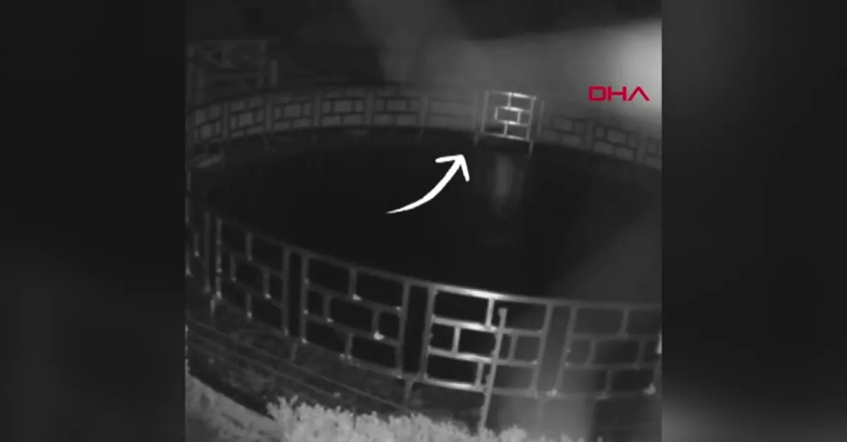 125 bin dolar değerindeki balıkları böyle yedi!