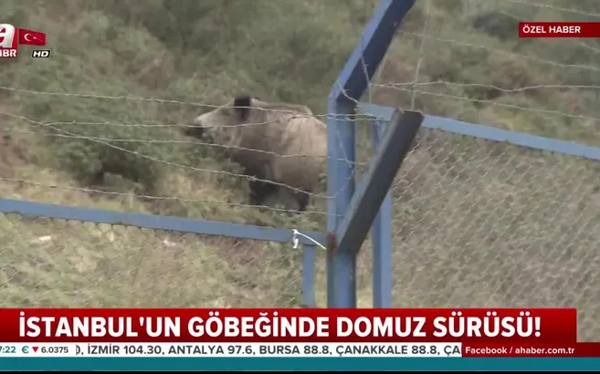 İstanbul'un göbeğinde domuz sürüsü!