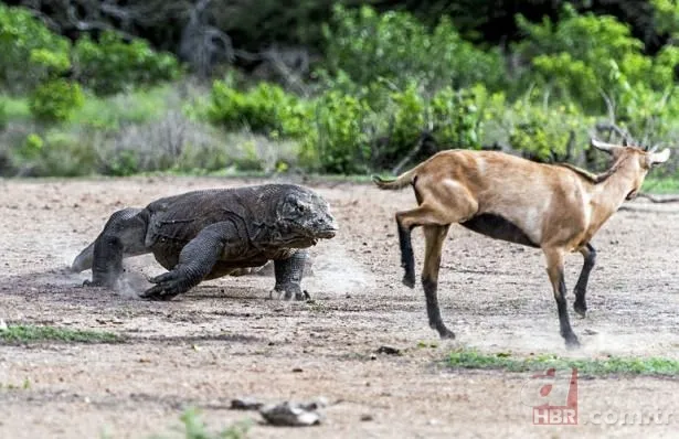 Vahşi doğadan inanılmaz görüntüler 13
