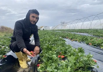 Antalyalı seracı hayatının şokunu yaşadı! Fırtına söküp attı