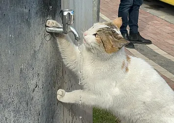 Susuz kalan kediye vatandaşlardan yardım