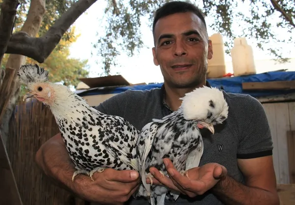 Akıllara ‘altın tavuk’ hikayesini getiriyor! Yumurtaları Türkiye’de 80, yurt dışında 150 lira