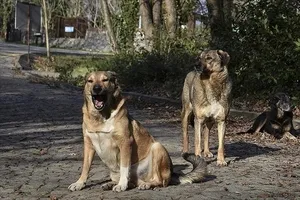 Başıboş sokak köpeği dehşeti!