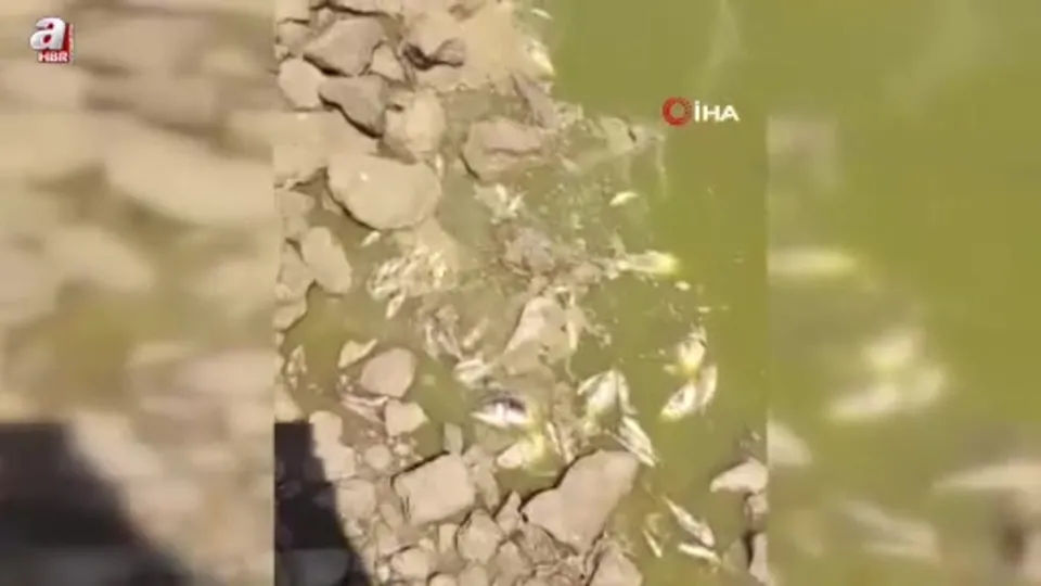 Gölette sular çekildi balıklar telef oldu