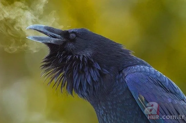 Eski lastikleri toplayıp bakın ne yaptı... 23