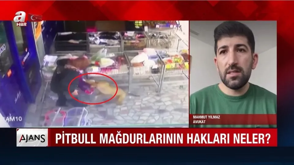 sokakta pitbull cinsi kopek gezdiren gorurseniz polise sikayet edin canli yayinda uyardi hapis cezasi var video ahaber video izle