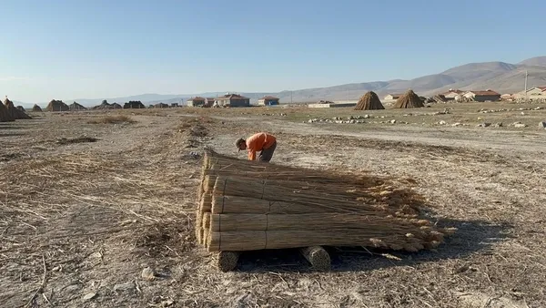 5 aylık kamış sezonunda 1 milyon dolarlık kazanç! İngiltere'den Hollanda'dan müşterileri var - 3