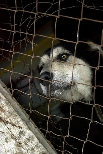 Başkan Recep Tayyip Erdoğan talimat verdi Meclis’e geldi! Hayvana işkenceye af yok