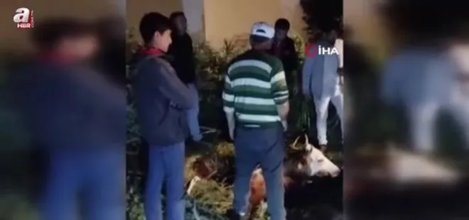 Kars'ta çukura düşen büyükbaş hayvan kurtarıldı
