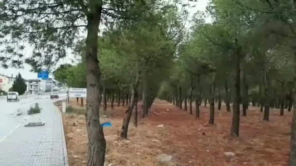 Chp Li Burhaniye Belediyesi Nden Agac Katliami Dogayi Katledip Yerine Avm Dikecekler Ahaber Son Dakika Video Izle