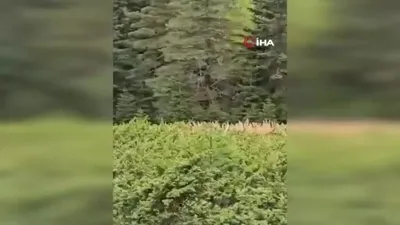 Kastamonu’da kızıl geyik görüntülendi