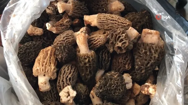 dogada-nadir-bulunan-kuzugobegi-mantarinin-kilogrami-600-liradan-satiliyor-1713174989377.jpg Doğada nadir bulunan kuzugöbeği mantarının kilogramı 600 liradan satılıyor