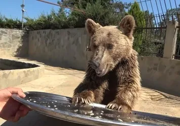 Ayı Okan akıllanmıyor! Tepside ne kadar meyve varsa silip süpürdü